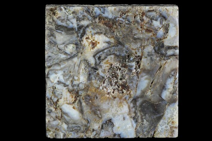 Rhynie Chert - Early Devonian Vascular Plant Fossils #86733